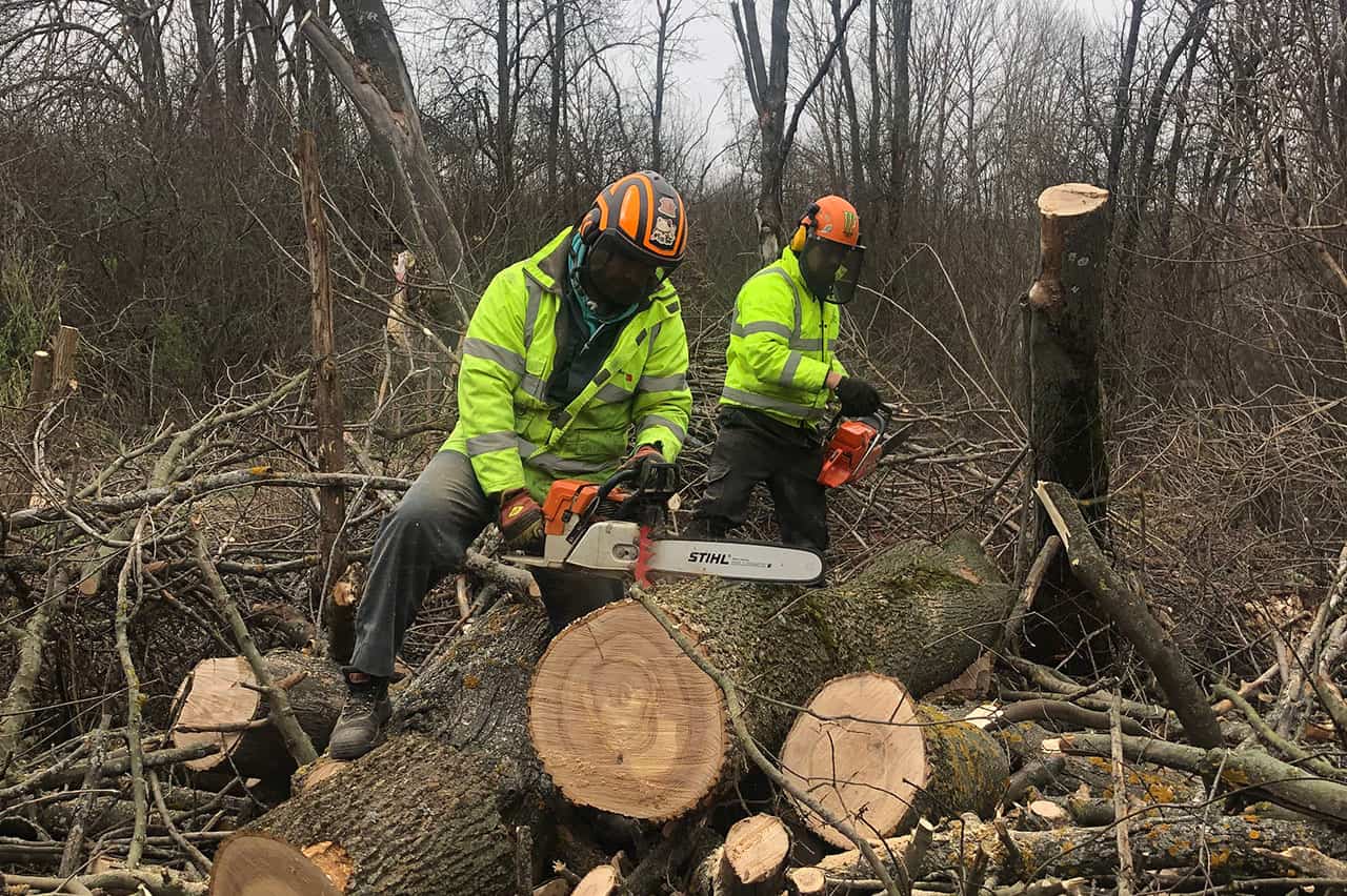 Спил деревьев: профессиональный подход к безопасному удалению - 2
