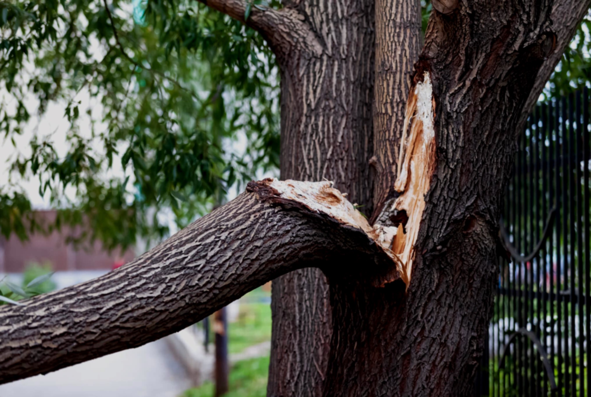 Спил деревьев: комплексный гид по безопасному и грамотному удалению растительности - 2