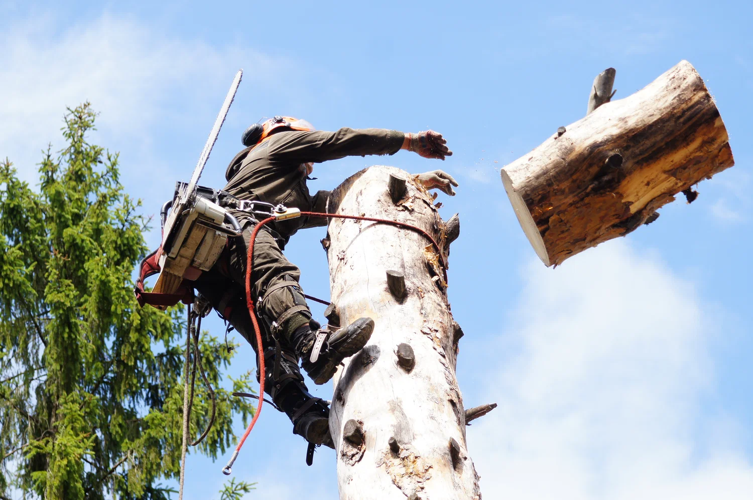 Правила и особенности спила деревьев в городской среде - 2