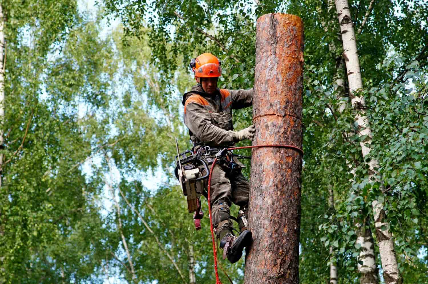 Правила и особенности спила деревьев в городской среде - 3