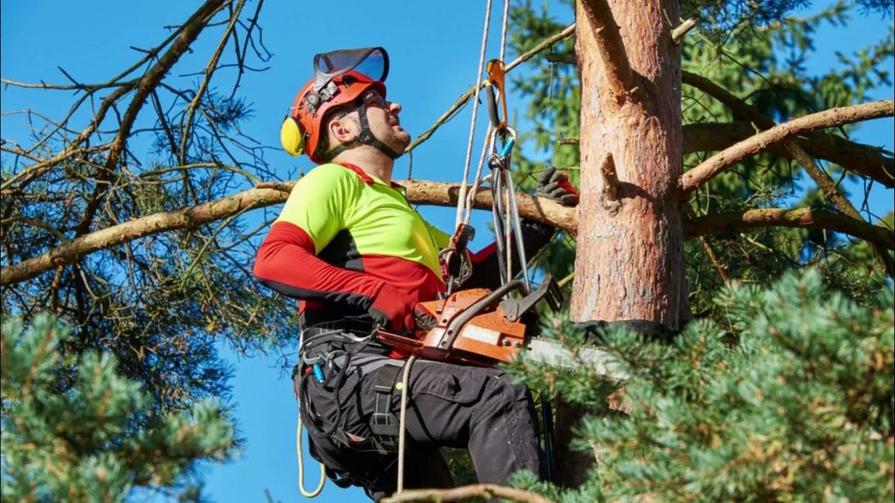 Безопасный спил деревьев: профессиональная техника и основные правила работы - 1