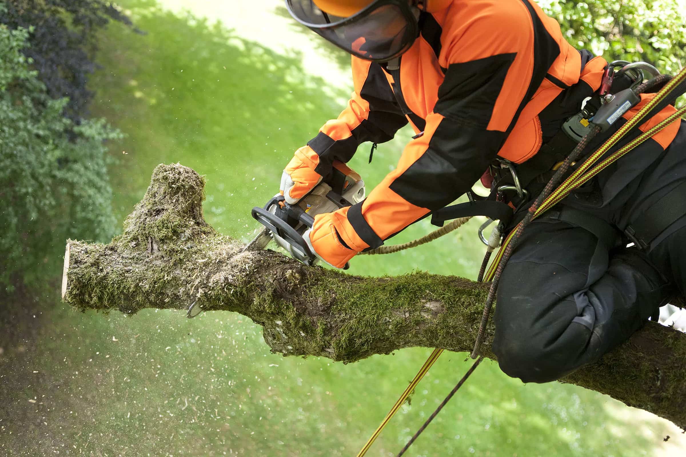 Безопасный спил деревьев: профессиональная техника и основные правила работы - 3