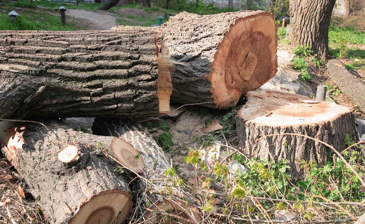 Спиливание деревьев: полный гид по инструментам, технике и профессиональным методам работы - 2