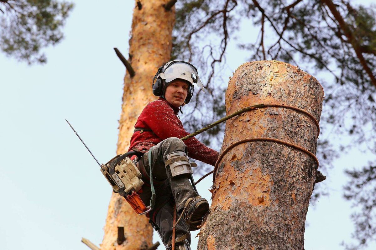 Спиливание деревьев: полный гид по инструментам, технике и профессиональным методам работы - 3