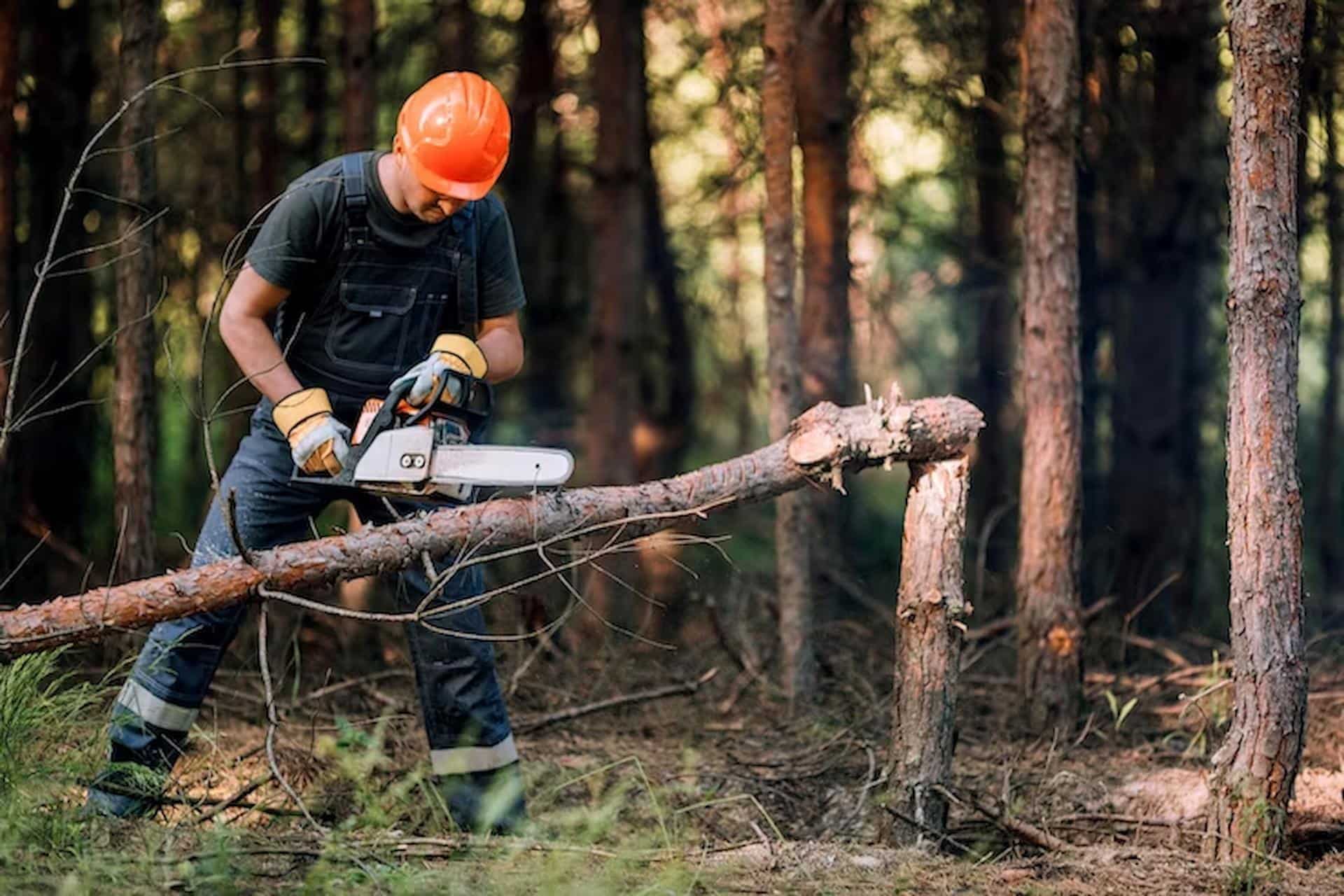 Сезонные особенности спила деревьев: когда и как правильно удалять растения - 3